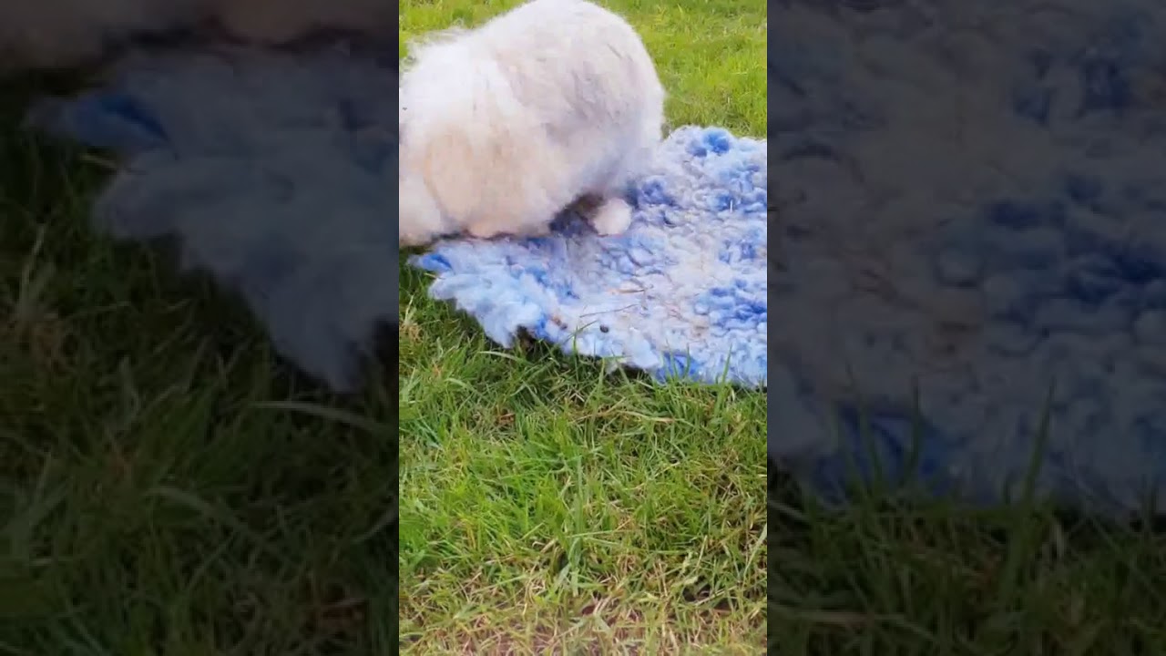 Bakewells Adoption Video - Baby Blue Bee Bunnies Rabbit Rescue Scotland Adoption