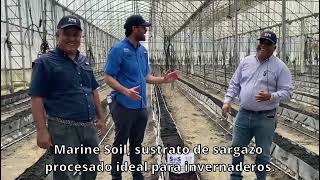 Marine Soil, sustrato de sargazo procesado ideal para invernaderos