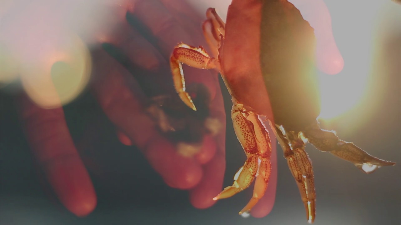 The Parlor - Sap [Official Video]