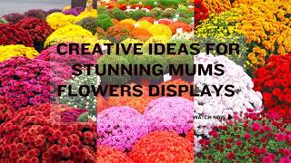 Creative Ideas for Stunning Mums Flowers Displays | Garden Mum Flowers Growing Tips | Mums Flowers