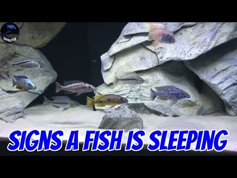Did You Know That LIVE FISH Sleep Just Like Other Animals ?