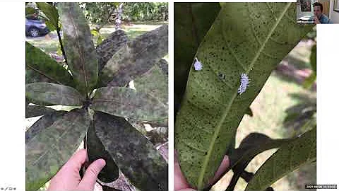 Tropical Fruit Tuesdays: Integrated Pest Management