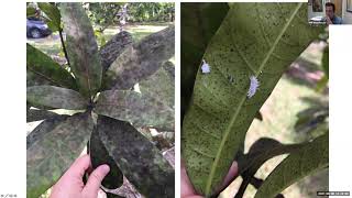Tropical Fruit Tuesdays: Integrated Pest Management
