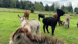 Virtual reality farm Alpacas Mini donkey Cows