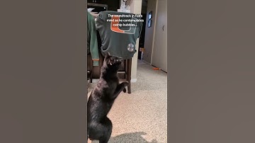 #foxthecatten #catnip #bubbles #inkpanther #housepanther #blackcat #cat #playfulcats