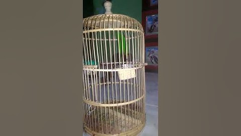 Suara burung serindit pemikat di jamin serindit kalian langsung nyaut