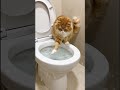 Cats #youtubeshorts #cats