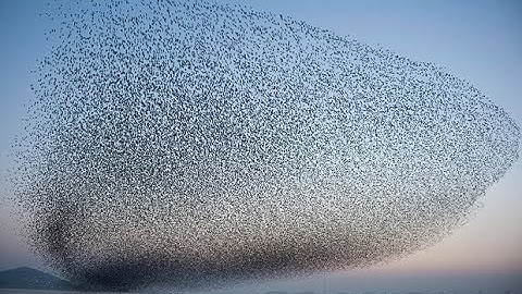 Morphic & Social Fields | Dr. Rupert Sheldrake