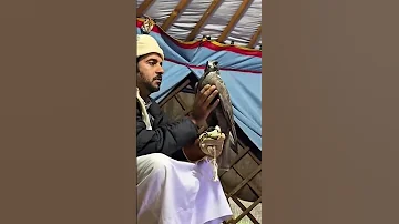 طير حر وحش اسود نوادر طرح منغوليا 2025 التغطيه اكسبلور Birds 