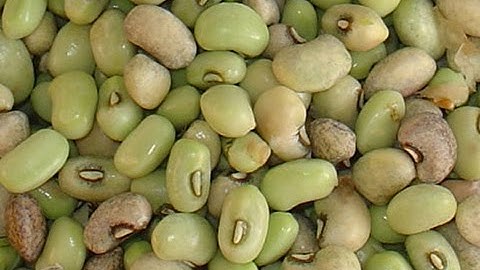 Bean Sorting by Discovery optical sorter | RAYTEC VISION SpA