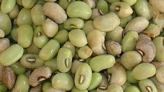 Bean Sorting by Discovery optical sorter | RAYTEC VISION SpA Wealth
