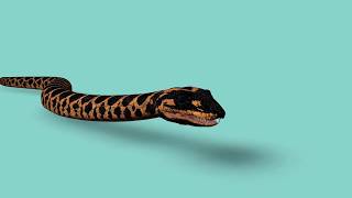 Boa FREE 3D Models With Animation And rigged In Cinema4D FBX
