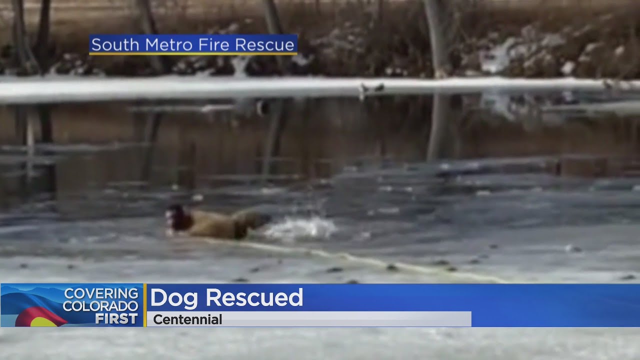 Video From Centennial Shows Dog Being Rescued After Falling Through Ice ...