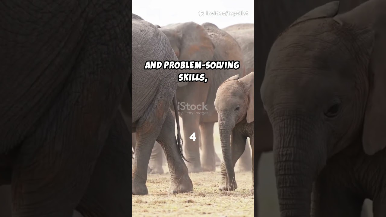 Smarter than you think Top 5 Smartest Animals 