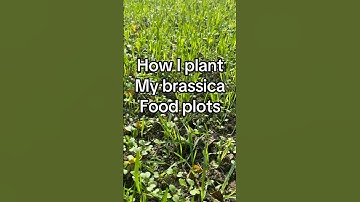 Hoe je koolzaadvoedselpercelen aanlegt #jagen #buiten #witstaarthert #voedselperceel #koolzaad #t...