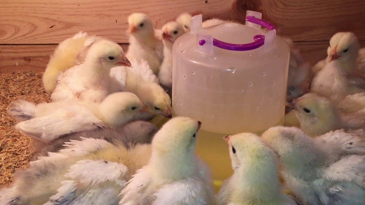 İKİLİ KARMA AŞI NEDİR ? VE NASIL YAPILIR ?