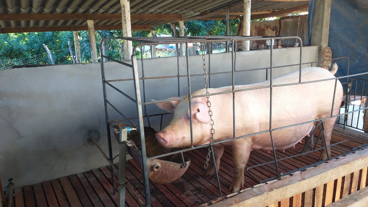 veja quanto gastei pra fazer uma gaiola de maternidade de ferros 3 oitavo,vc não vai acreditar!