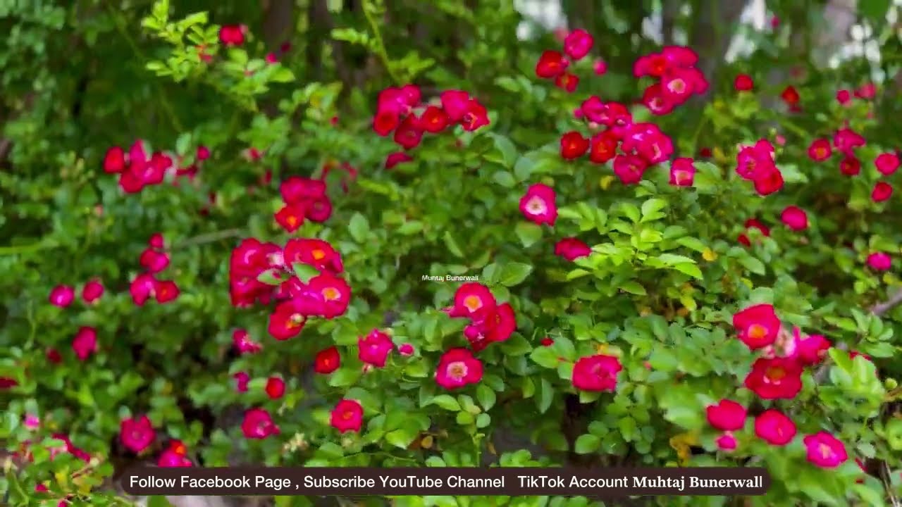 Beautiful nature video #nature #naturalbuner #beautiful_video #youtubeshorts