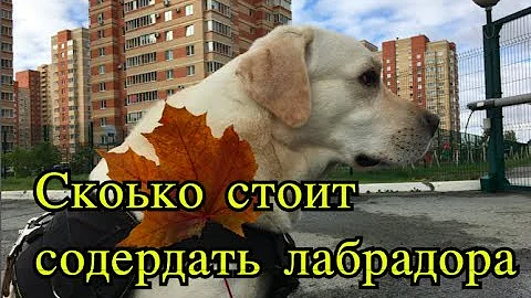 Сколько стоит содержать лабрадора. Наш опыт