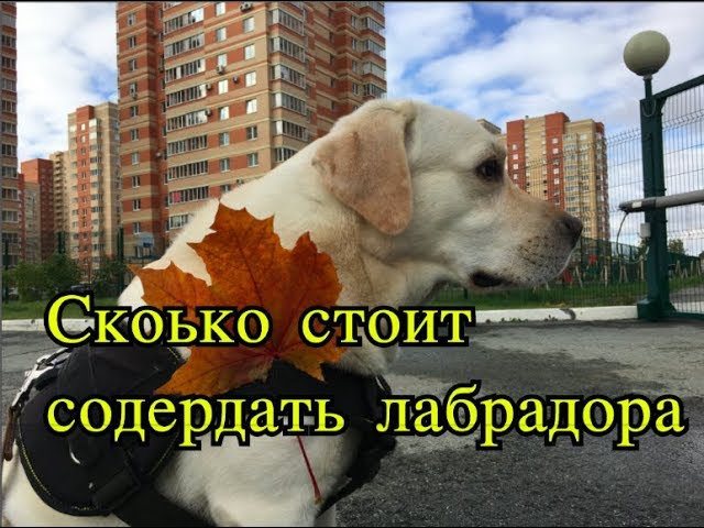 правильная посадка лабрадора