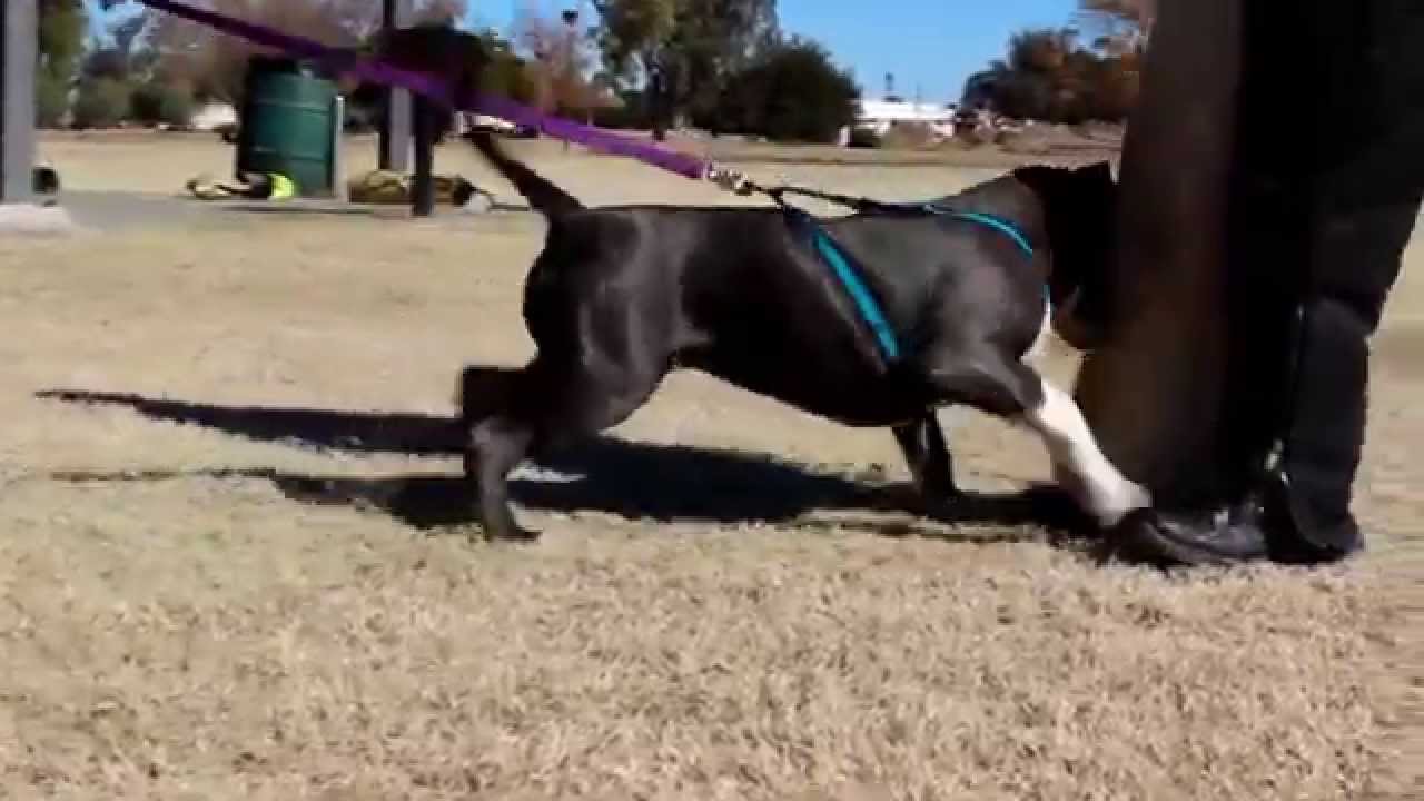 American Bully Training YouTube