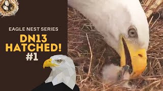 Eagle Nest Series #1 | DN13 hatched! First peeks \& a succesfull feeding! ~ 3-25-2021