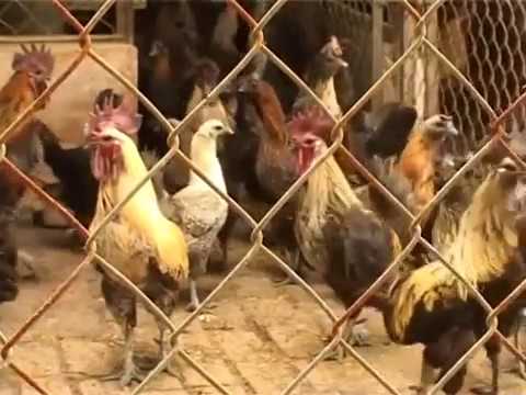 Video hướng dẫn kỹ thuật chăn nuôi gà H’Mông - hqdefault