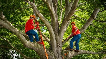 Bài 18: Dịch vụ cắt tỉa cây xanh giá rẻ tại Vũng Tàu - Cây xanh Đức Lâm