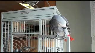 Dancing Parrot - Coolie Bai - West Indian Guyana Mystic