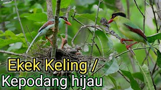Burung kepodang hijau ( ekek Keling )