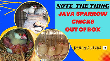 Java sparrow chicks | java sparrow brredibg tips | Fawn java chiks #javasparrowchicks #fawnjavachick