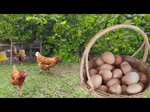 พอเพียงในพื้นที่ 1 ไร่