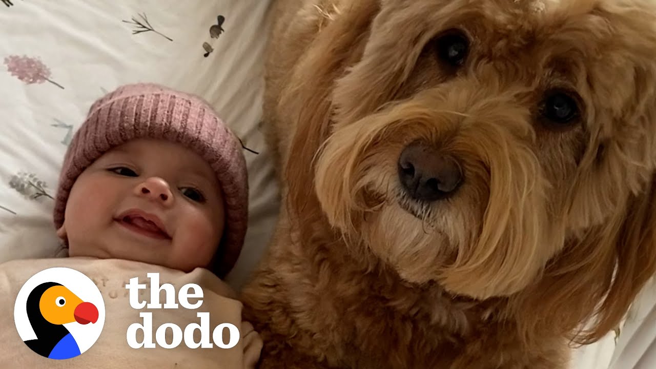 Dog Teaches His Baby Sister How To Crawl | The Dodo Soulmates - YouTube