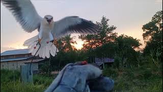 Step by Step | Black Winged Kite