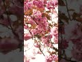 Flowers 🌸#flowers #flower #nature #naturelovers #travel #tree #spring #bloosom #shorts