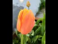 Como Cultivar TULIPANES en Casa, TULIP,TULIPA