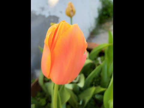 Vídeo: Com Cultivar Tulipes Grocs