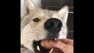 The Wolf and the egg!
