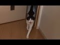 玄関開けたら2秒でにゃんこ