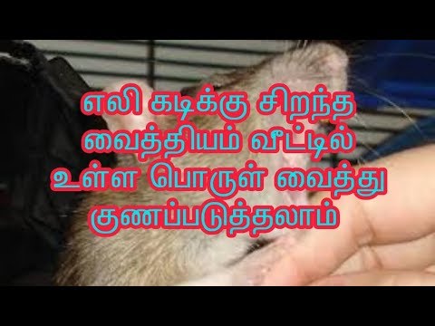 home-remedies-to-fast-cure-rat-bite-|-tamil-100%-nature