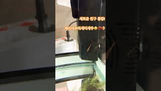 #새우키우기 #체리새우 #생이새우 #반려동물 로봇친구 새우 😉🦐🎵