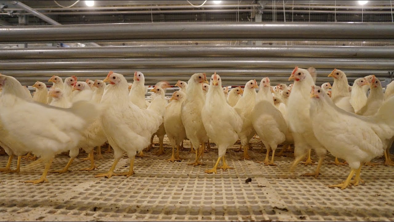 Eggoist At The Begining Youtube Cage Free Eggs Steel House Egg Laying