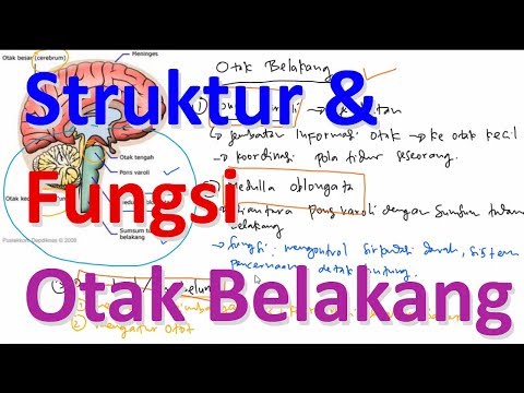 Video: Apakah otak kecil bagian dari batang otak?