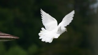 Free Download Video Footage Cinematic Pigeon / White Dove | Burung Merpati Terbang