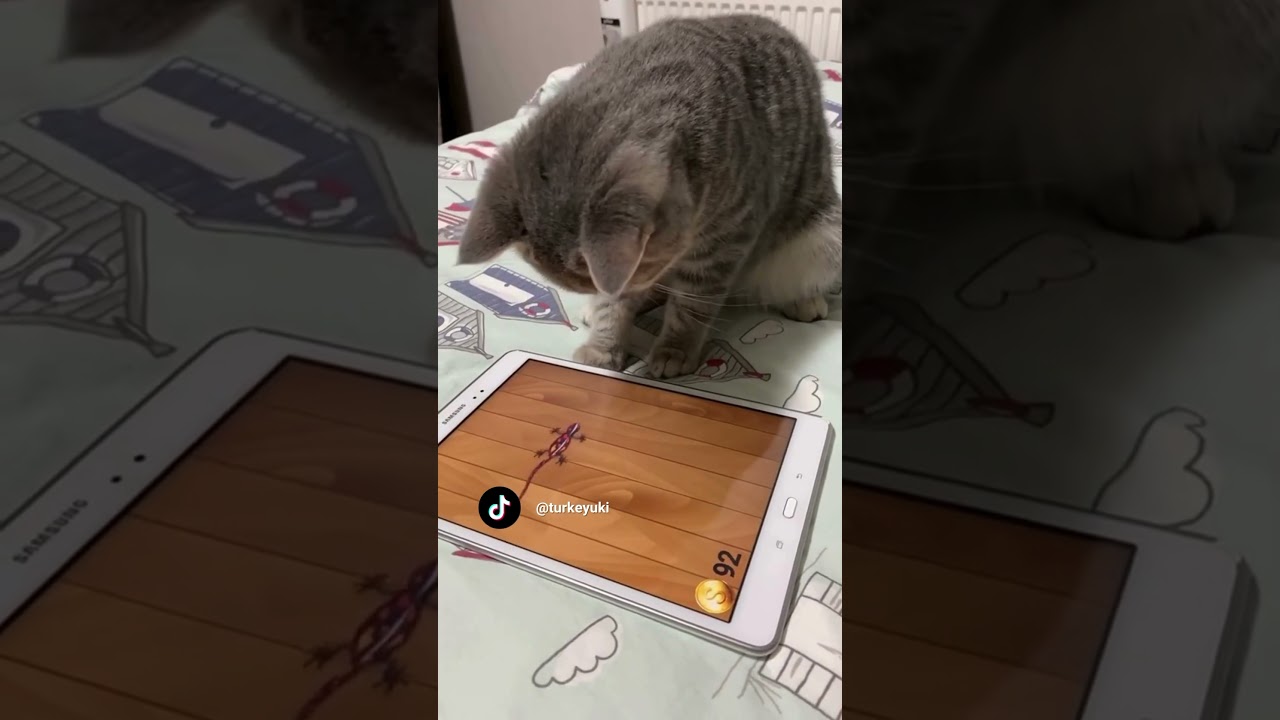 Cat can’t figure out touch screen game 