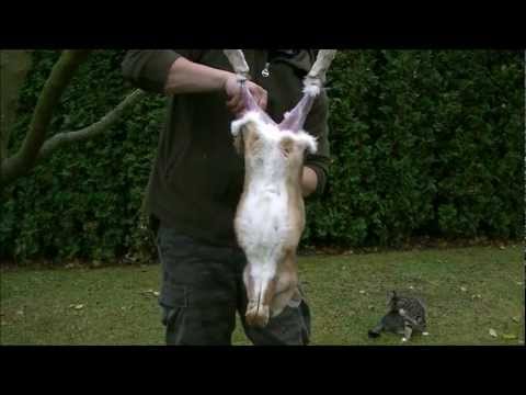 Video: Ako Zabiť Zajaca