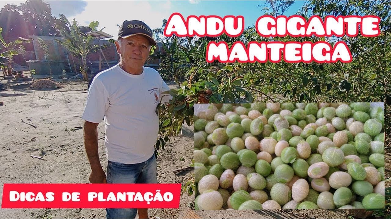 Andu gigante manteiga - Dicas de plantação #4 - YouTube