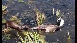 Duck Almost Gets Taken By A Mink Almost