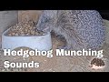 Hedgehog Munching Sounds on Light Box Cam | Hedgehog Eating