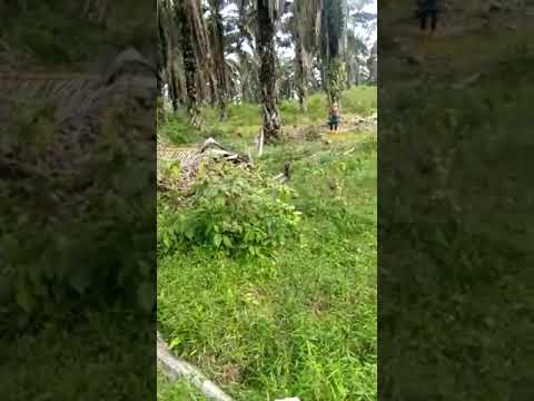 Jojok sawit pokok hantu istik ait hitam